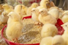 1_Commercial-Broiler-Farms-Gallery
