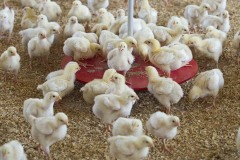 Commercial-Broiler-Farms-Gallery