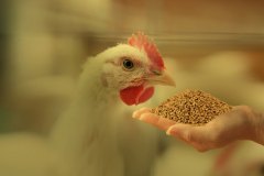 Poultry-Feed-Gallery