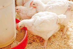 Poultry-Feed-Gallery2